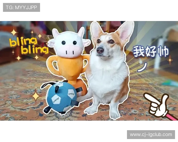 宠物足球大赛欢乐开赛萌宠展现球技精彩纷呈